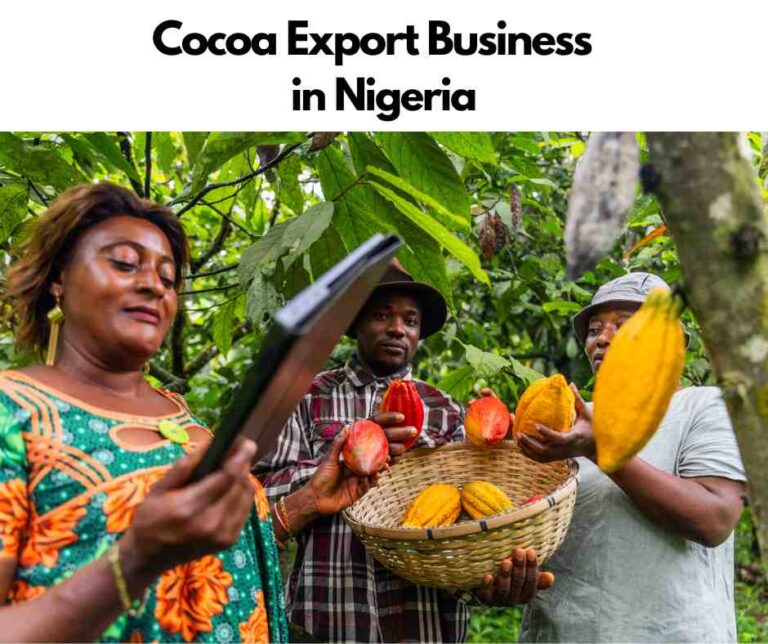 Start A Cocoa Export Business In Nigeria and Be Self employed