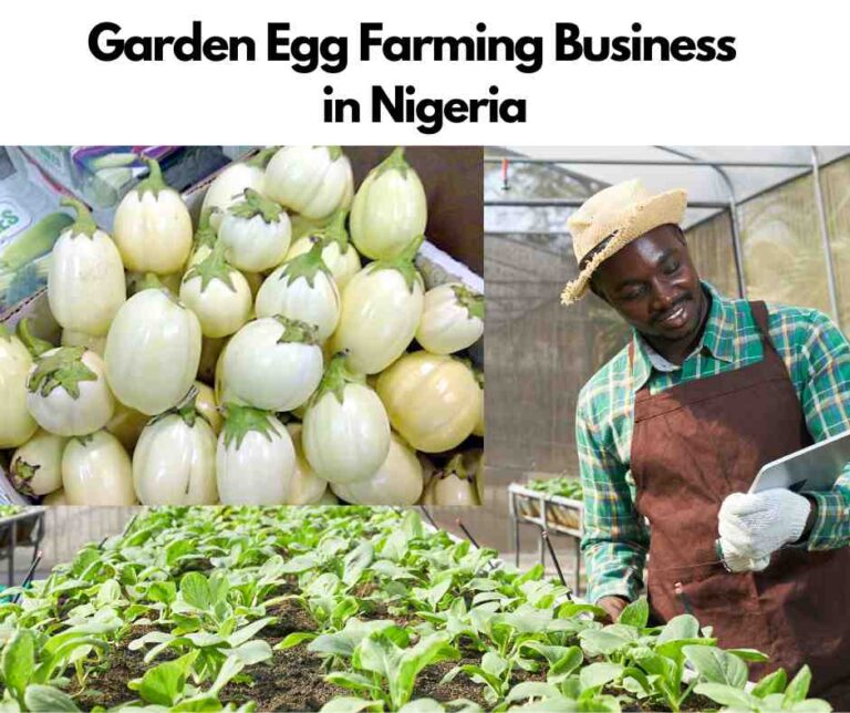 How To Start Garden Egg Farming Business In Nigeria