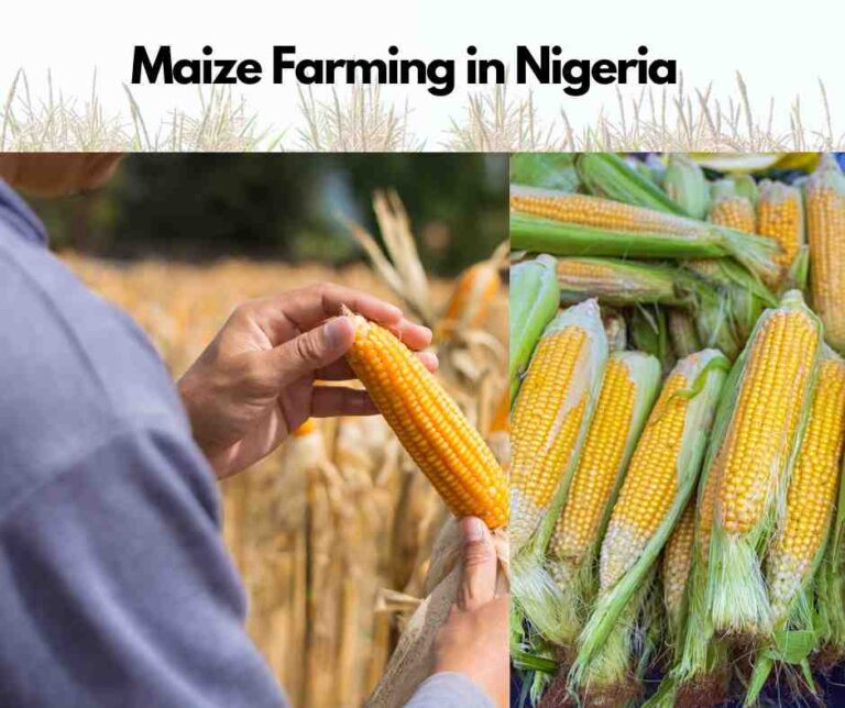 How to Start Maize Farming Business In Nigeria