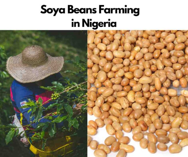 How To Start Soya Beans Farming In Nigeria