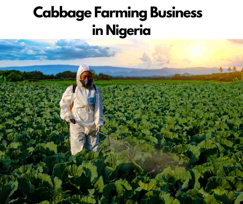 How To Start Cabbage Farming In Nigeria